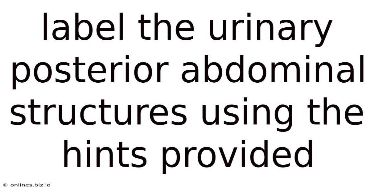 Label The Urinary Posterior Abdominal Structures Using The Hints Provided