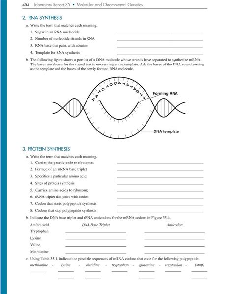 Laboratory Report 35 Molecular And Chromosomal Genetics Answers