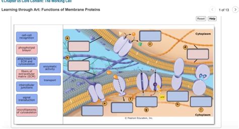 Learning Through Art Functions Of Membrane Proteins