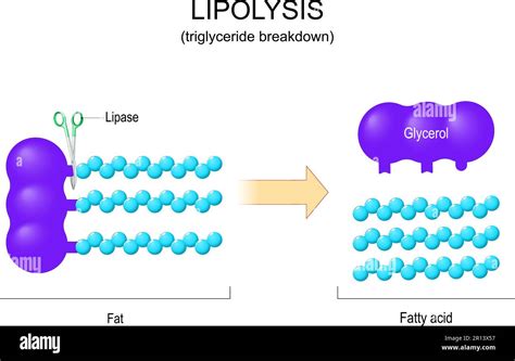 Lipoprotein Lipase Breaks Triglycerides Into ______.