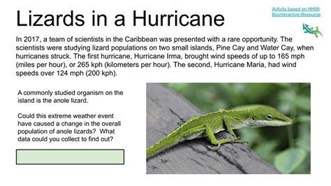 Lizards In A Hurricane Answer Key