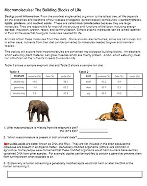 Macromolecules What Are The Building Blocks Of Life Answer Key