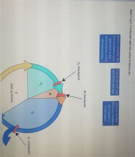 Match Each Checkpoint With The Action It Checks For