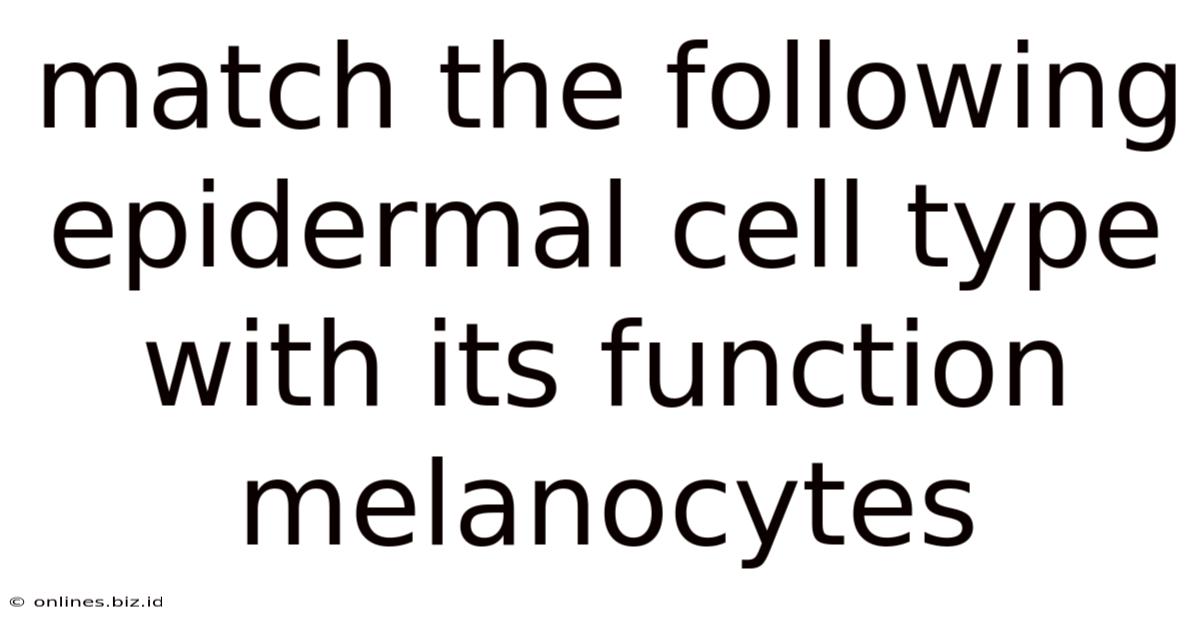 Match The Following Epidermal Cell Type With Its Function Melanocytes