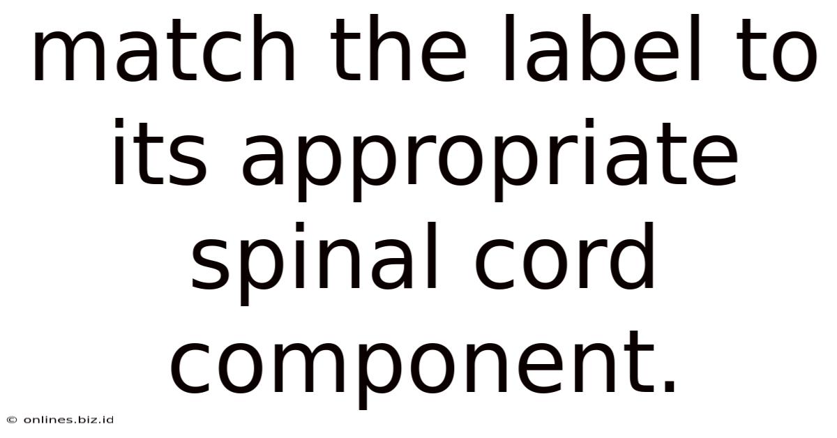 Match The Label To Its Appropriate Spinal Cord Component.