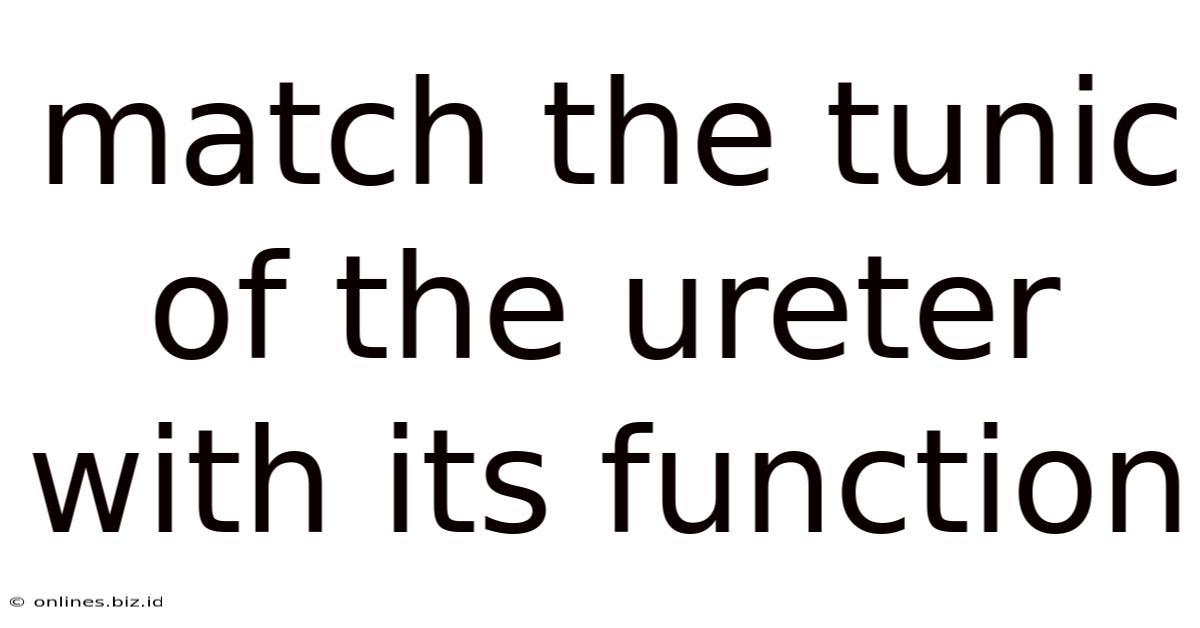 Match The Tunic Of The Ureter With Its Function