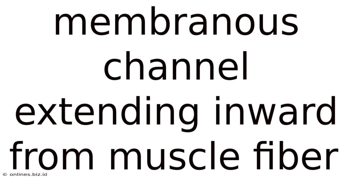 Membranous Channel Extending Inward From Muscle Fiber