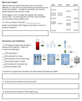 Modeling How Dna Fingerprints Are Made Answer Key Pdf