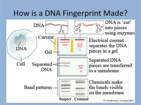 Modeling How Dna Fingerprints Are Made