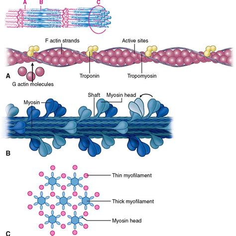 Myofilament With A Knob Like Head