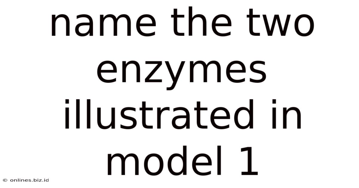 Name The Two Enzymes Illustrated In Model 1