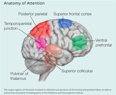 Neuroscience Evidence Shows That Attention Works By