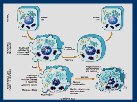 Oxygen Depletion Soon Leads To Cellular Swelling Because Of