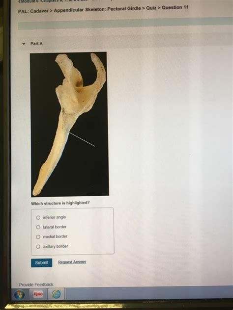 Pal Cadaver Appendicular Skeleton Pectoral Girdle Lab Practical Question 1