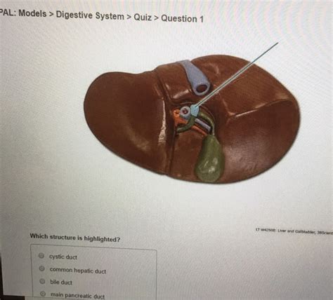 Pal Models Digestive System Quiz Question 1