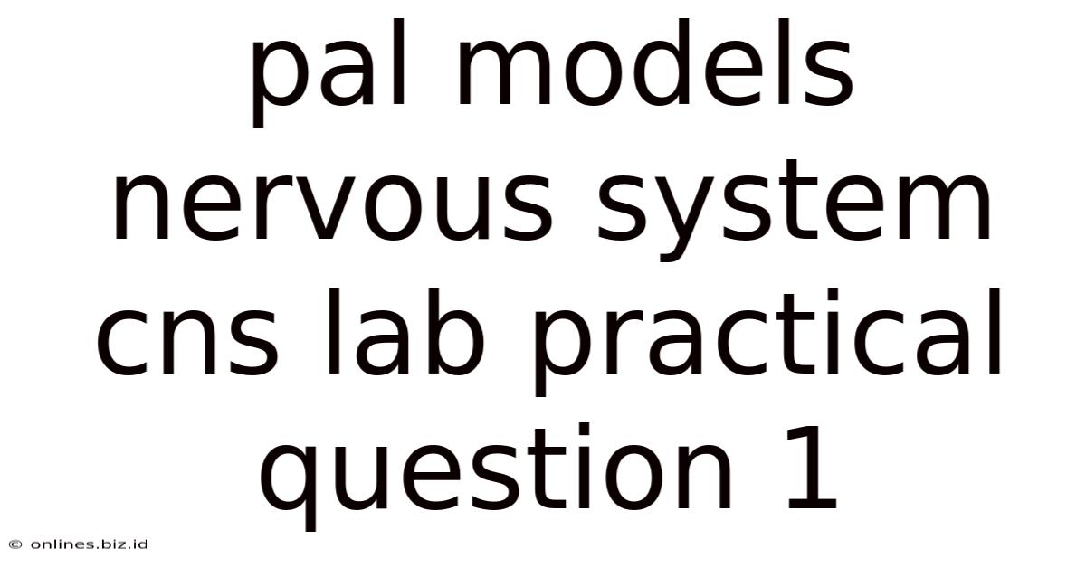 Pal Models Nervous System Cns Lab Practical Question 1