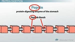 Pepsin Can Break A Polypeptide Chain Into ______.