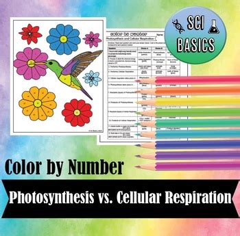 Photosynthesis And Cellular Respiration Color By Number