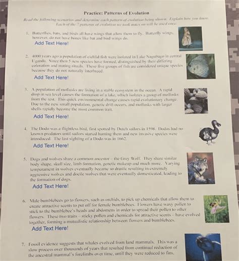 Practice Patterns Of Evolution Answer Key