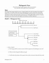 Practice Phylogenetic Trees 2 Answer Key Pdf