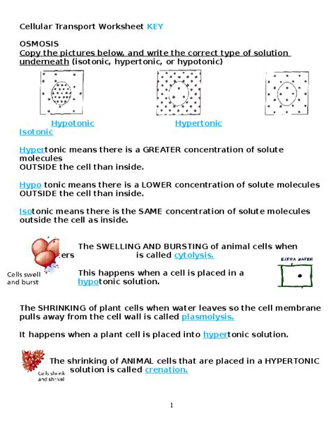 Practice Types Of Cellular Transport Answer Key