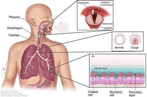 Promoting Coughing To Expel Mucus Is Aided By