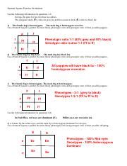 Punnett Square Practice All About Dogs Answer Key