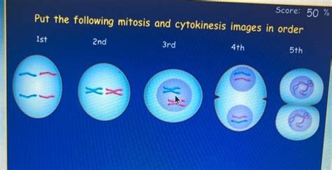 Put The Following Mitosis And Cytokinesis Images In Order