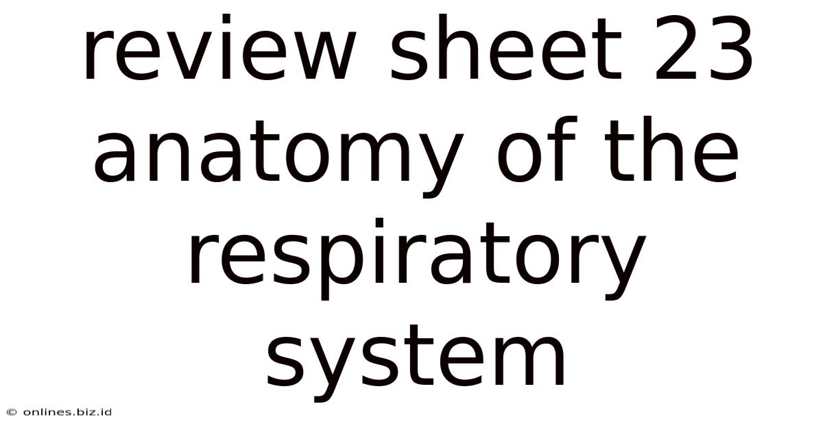 Review Sheet 23 Anatomy Of The Respiratory System