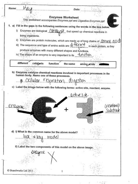 Reviewing The Concepts Enzymes Answer Key