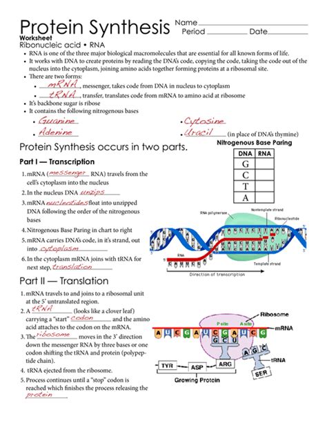 Rna Protein Synthesis Gizmo Answer Key