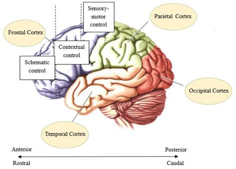 Select Tasks That Can Be Completed Directly In The Brain