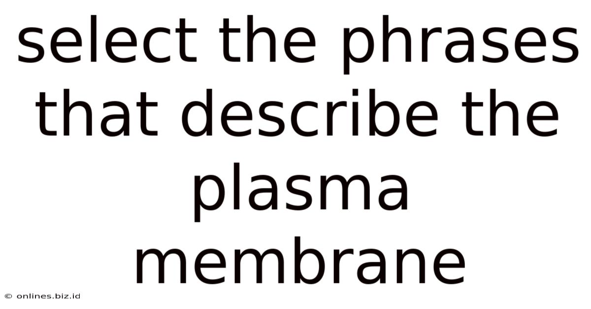 Select The Phrases That Describe The Plasma Membrane