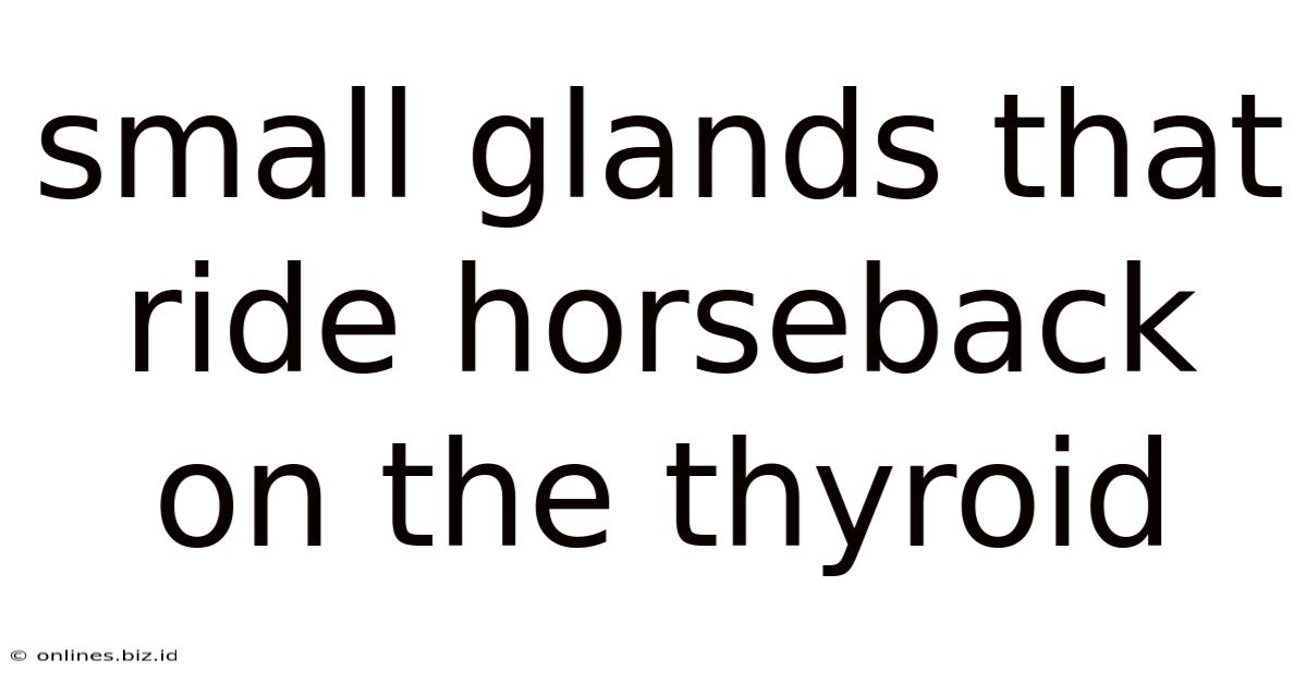 Small Glands That Ride Horseback On The Thyroid
