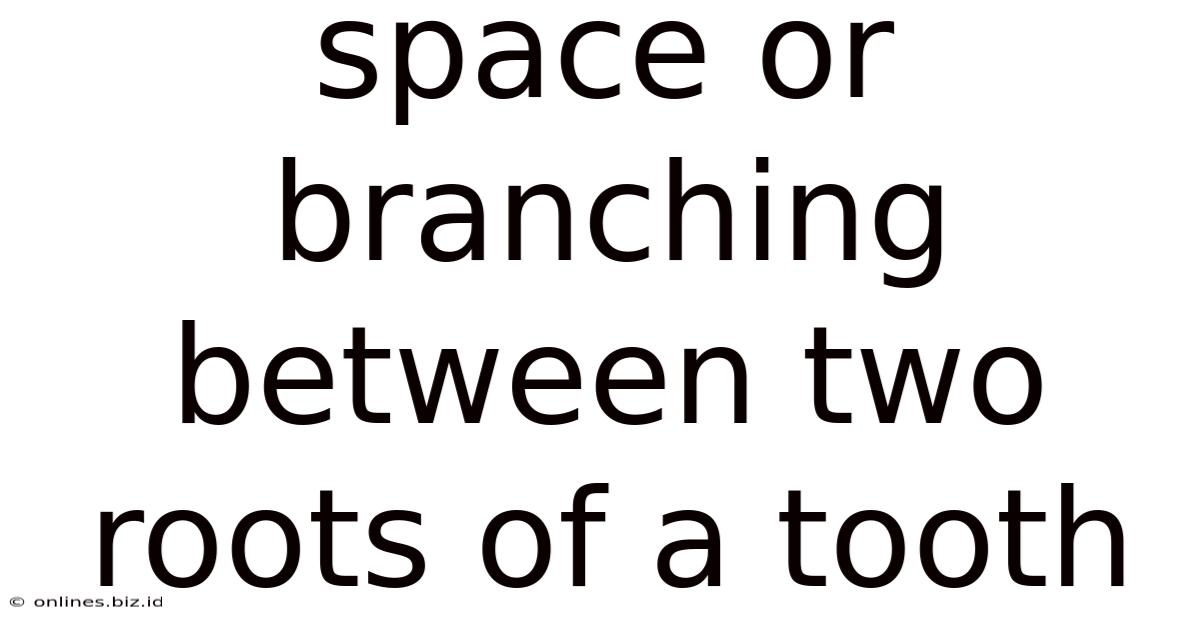 Space Or Branching Between Two Roots Of A Tooth