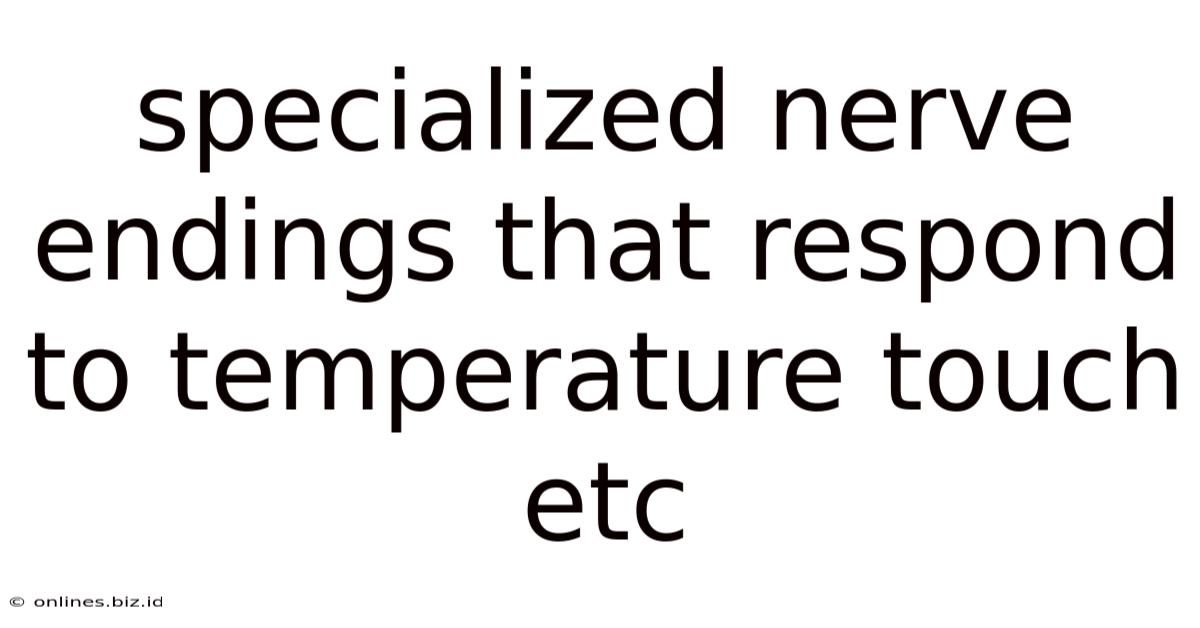Specialized Nerve Endings That Respond To Temperature Touch Etc