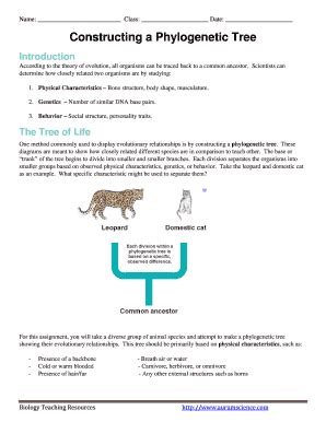 Stations Activity Build A Phylogenetic Tree Answer Key