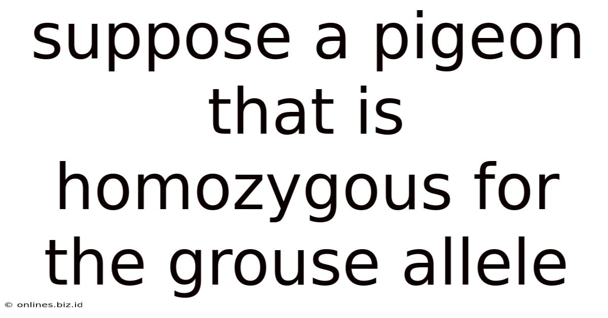 Suppose A Pigeon That Is Homozygous For The Grouse Allele