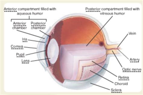 The Conjunctiva Are Kept Moist By Fluid Produced By The