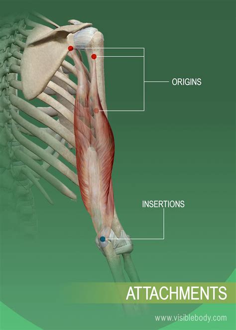 The Distal Attachment Point Of A Muscle Is The