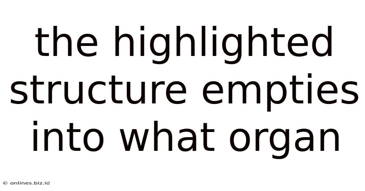 The Highlighted Structure Empties Into What Organ