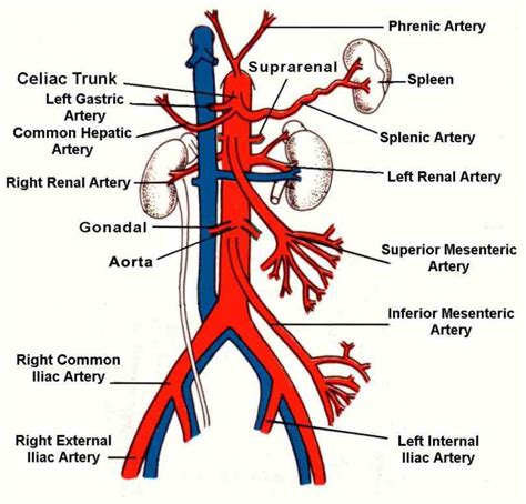 The Iliac Arteries Immediately Subdivide Into The