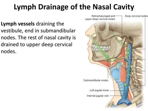 The Lymphoid Tissues Located Behind The Nasal Cavity Are Called