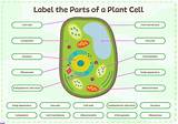 The Plant Cell Worksheet Answer Key