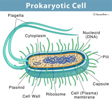 The Prokaryotic Cells That Built Stromatolites Are Classified As _____.