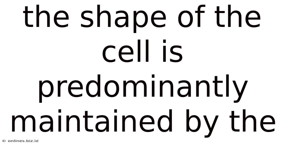 The Shape Of The Cell Is Predominantly Maintained By The