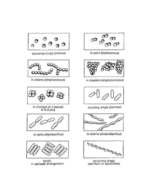 The Shapes Of Bacteria Worksheet Answer Key