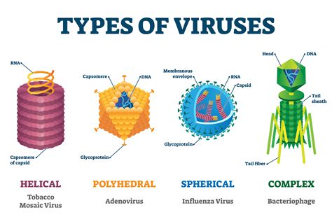 The Term Meaning Pertaining To A Virus Is