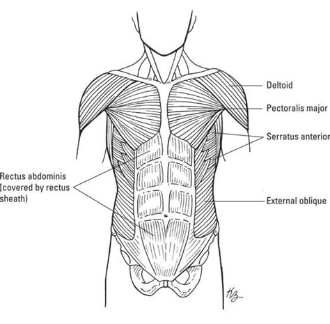 The Term Pertaining To The Abdomen And Chest Is