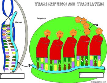 Transcription And Translation Coloring Answer Key